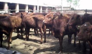 养牛怎么样 养牛怎么样